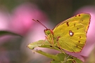 Colias crocea ( Oranje Luzernevlinder)